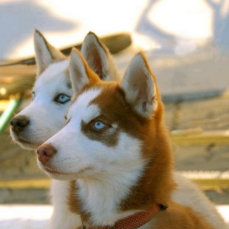 Рыжий хаски с разными глазами