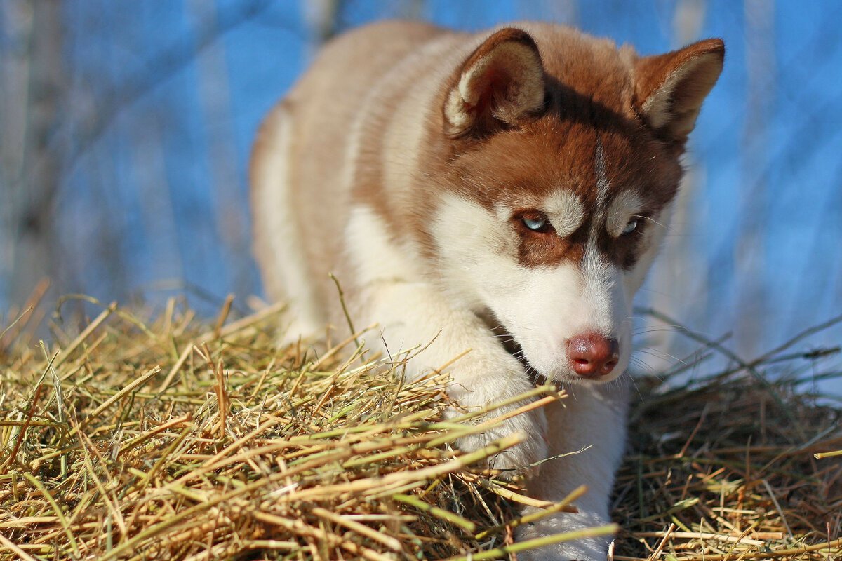 Хаски рыжая