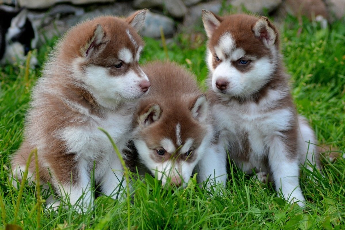 Сибирский хаски рыжий