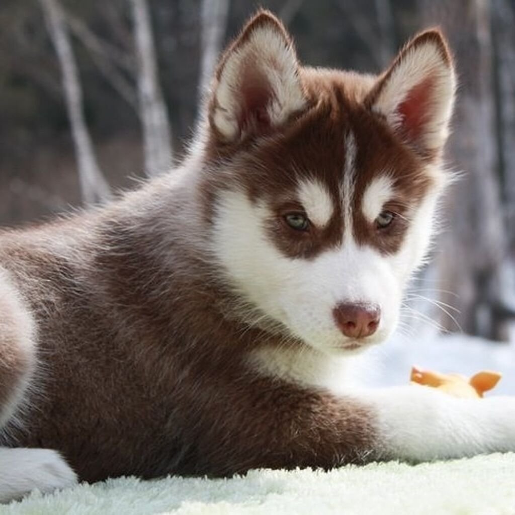 Сибирский хаски коричневый