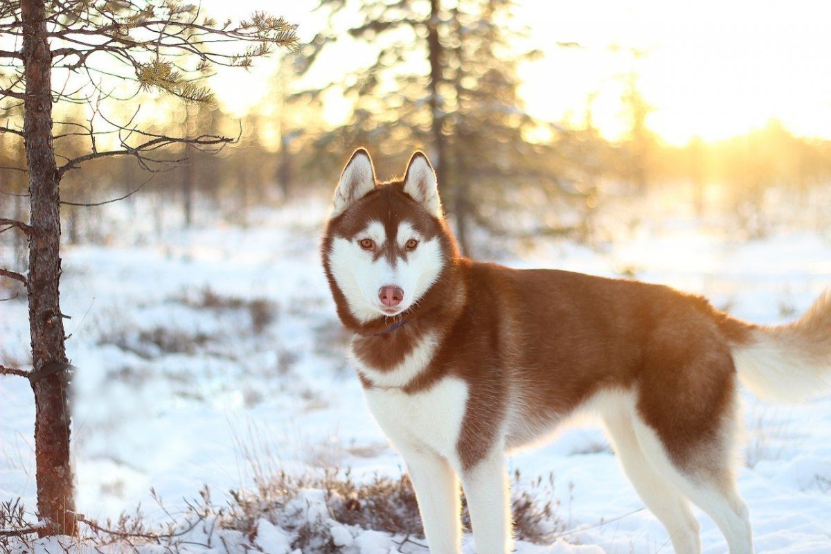 Сибирский хаски