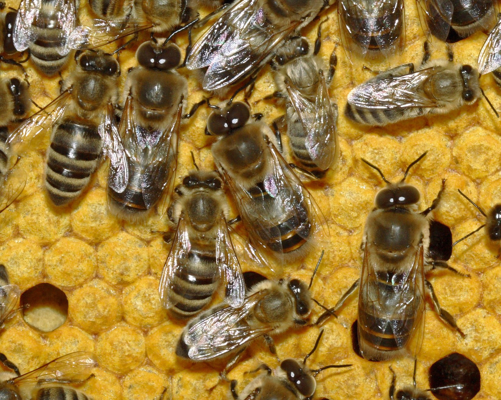 Как отличить матку. Пчела матка трутень. Пчелиная матка и трутень. Трутни в пчелиной семье. Пчела трутовка.