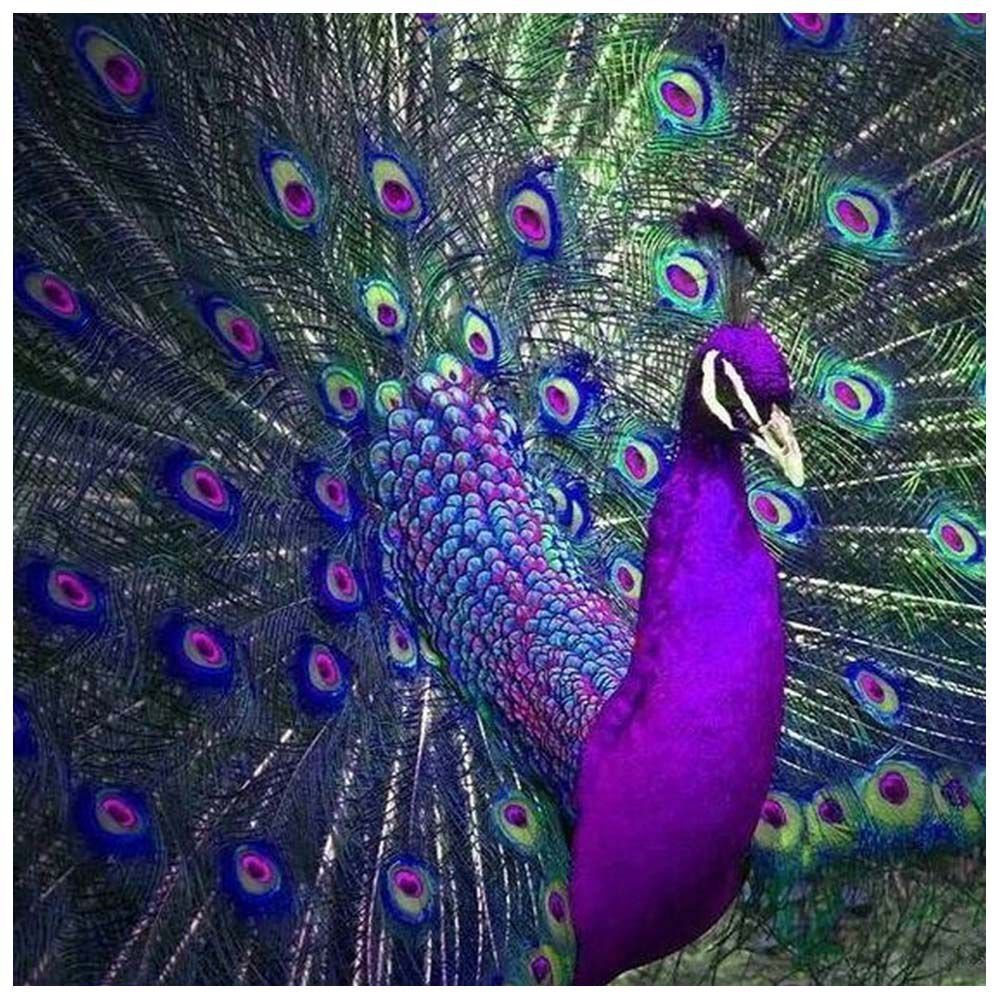 Цвета павлина