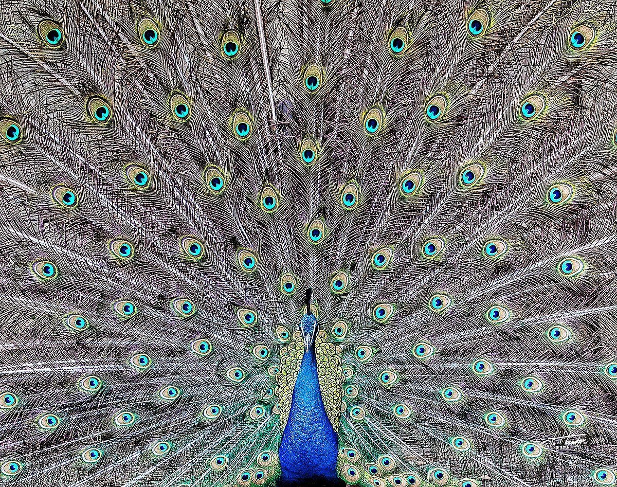 Павлины в Финляндии