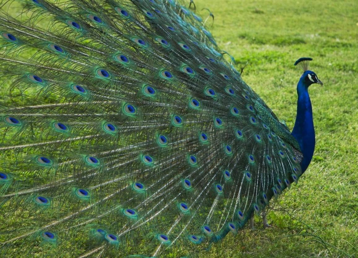 Павлин настоящий