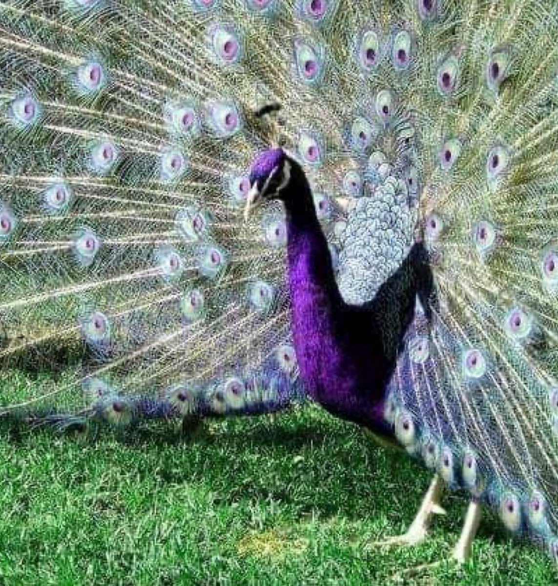 Павлин Арлекин