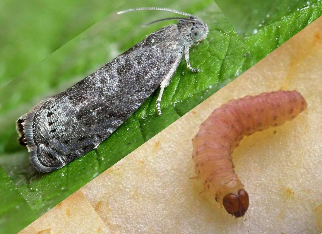 Бабочка яблонная плодожорка