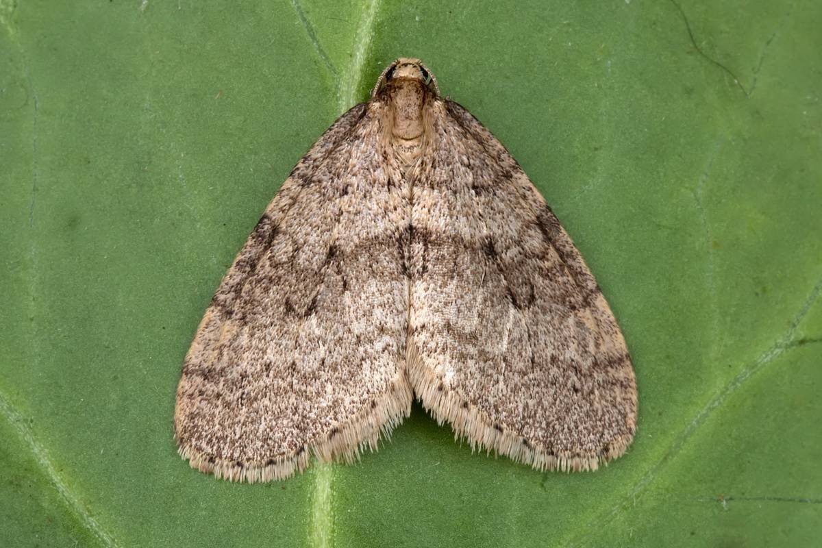 Ильмовая Пяденица