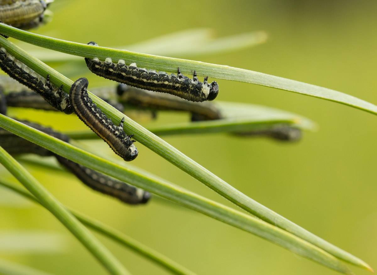 Сосновый пилильщик Жук