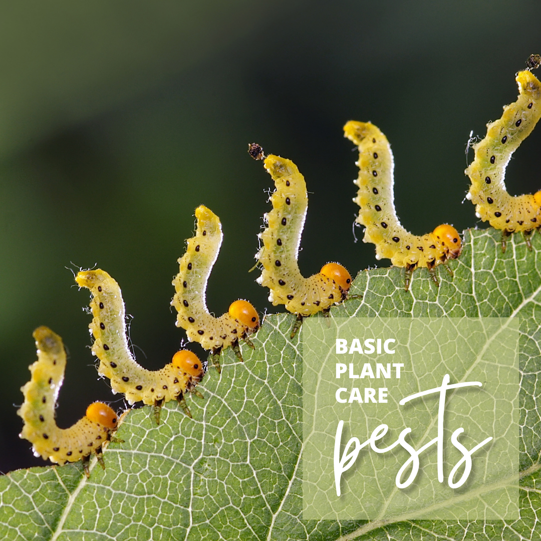 Желтые гусеницы на яблоне