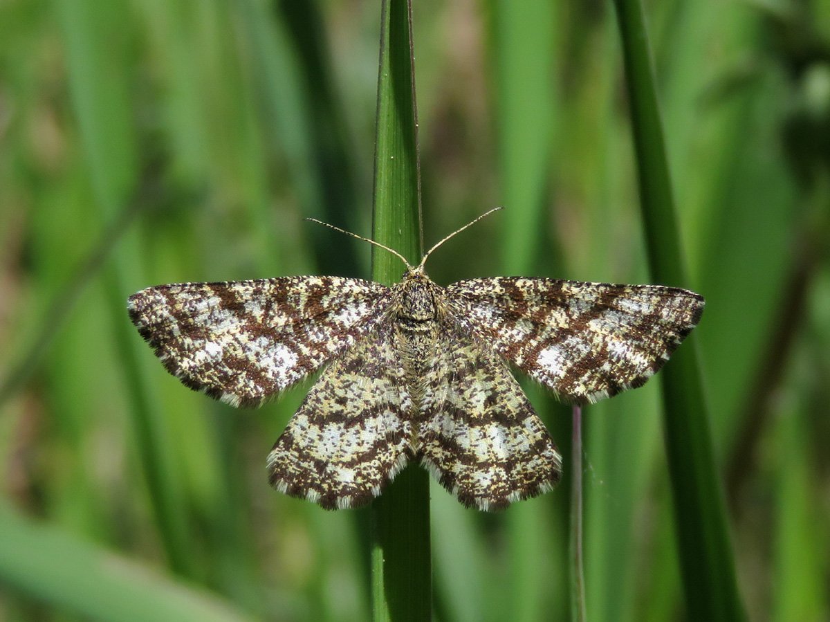 Пяденица Вересковая бабочка