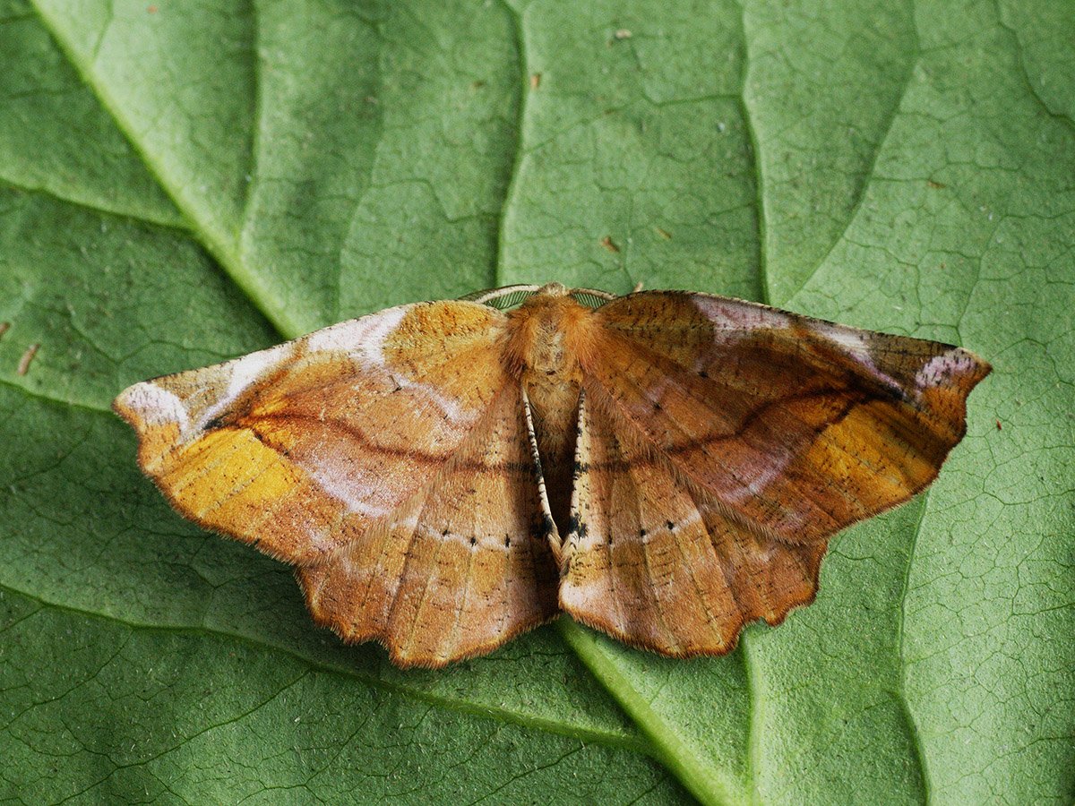 Сиреневая Пяденица