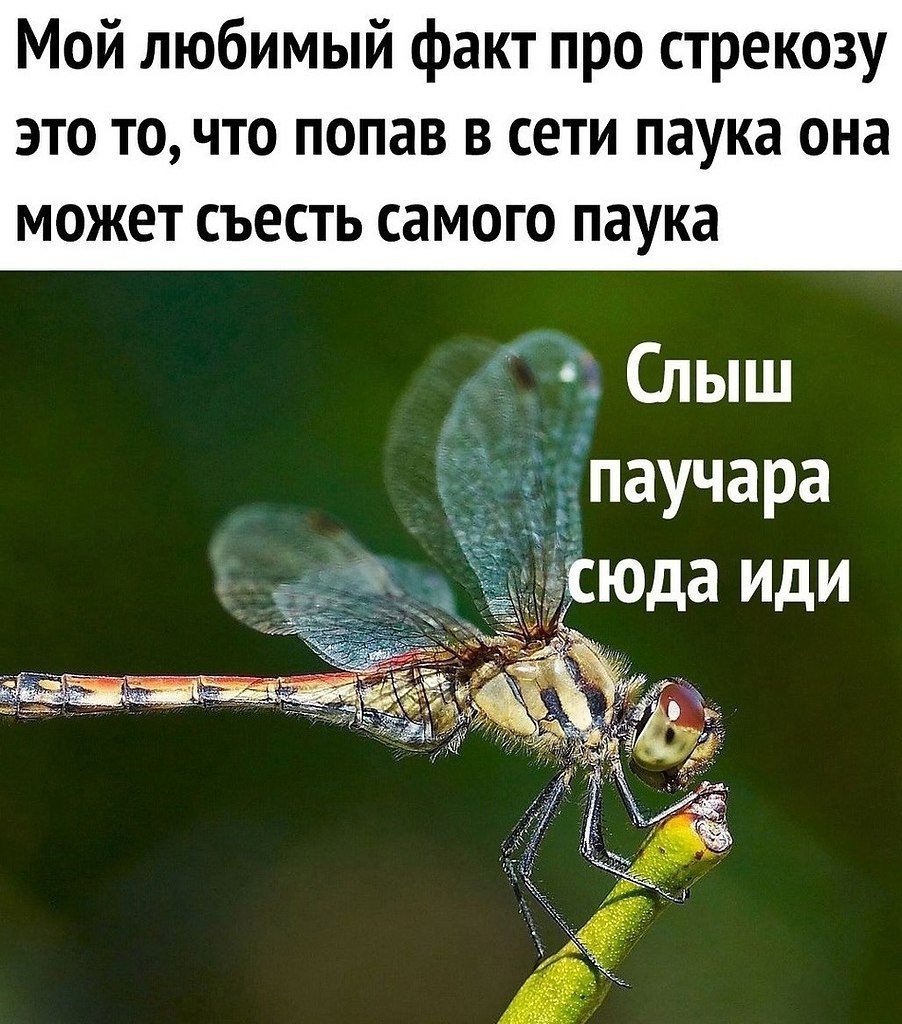 Мой любимый факт про стрекозу