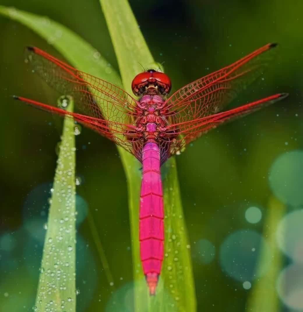 Розовая Стрекоза
