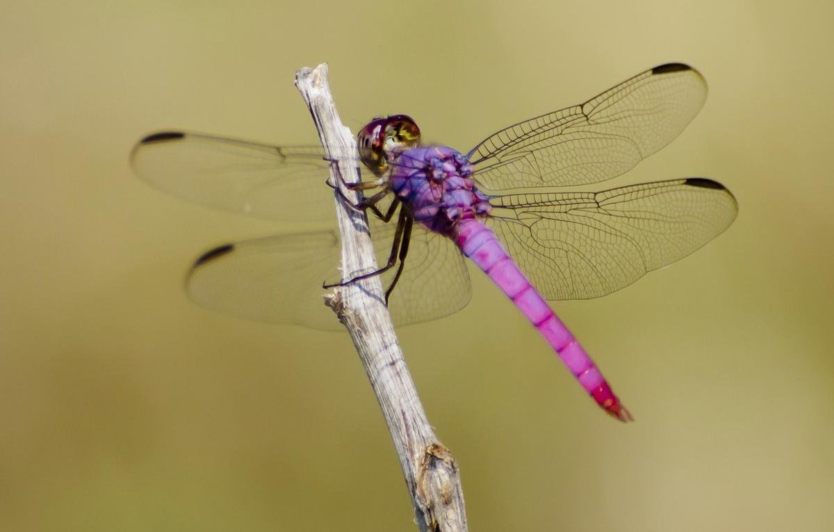 Картина розовая Стрекоза