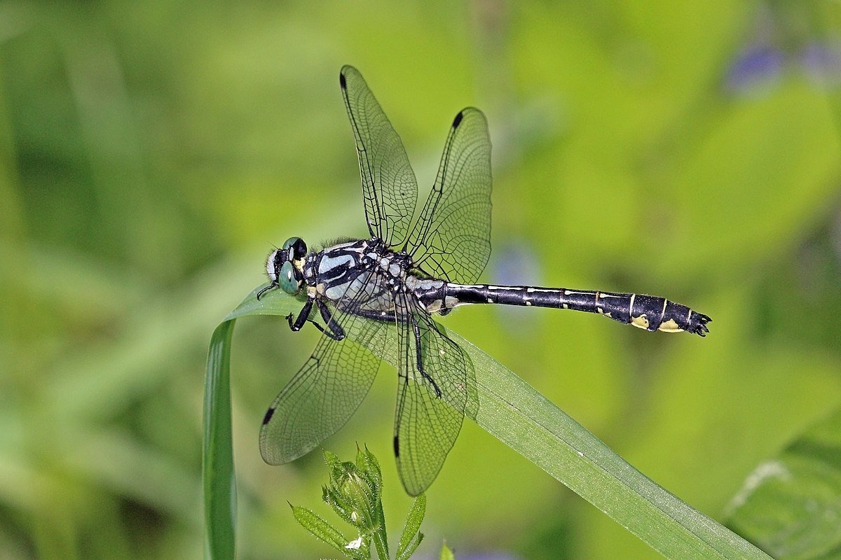 Gomphus vulgatissimus самец