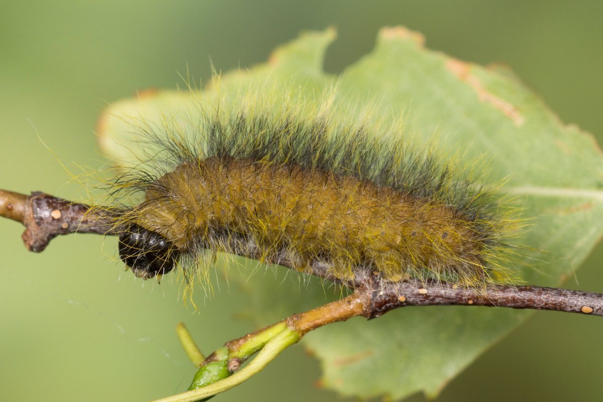 Acronicta leporina Linnaeus, 1758 гусеница
