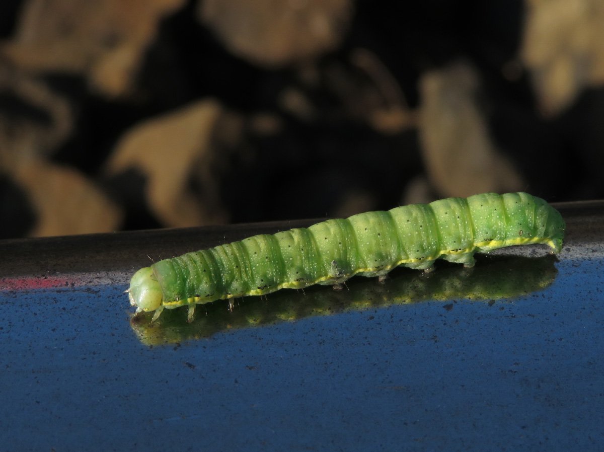 Mamestra oleracea гусеница