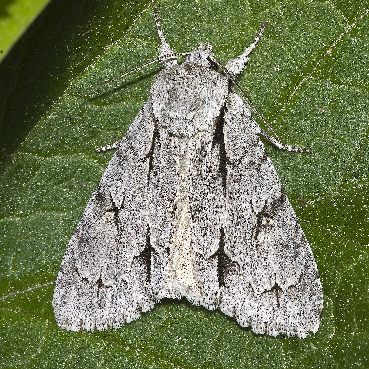 Стрельчатка Кленовая