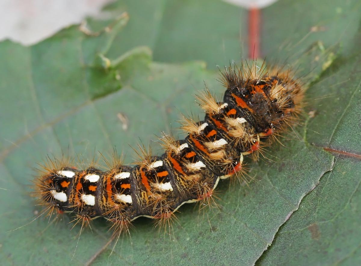 Acronicta rumicis гусеница