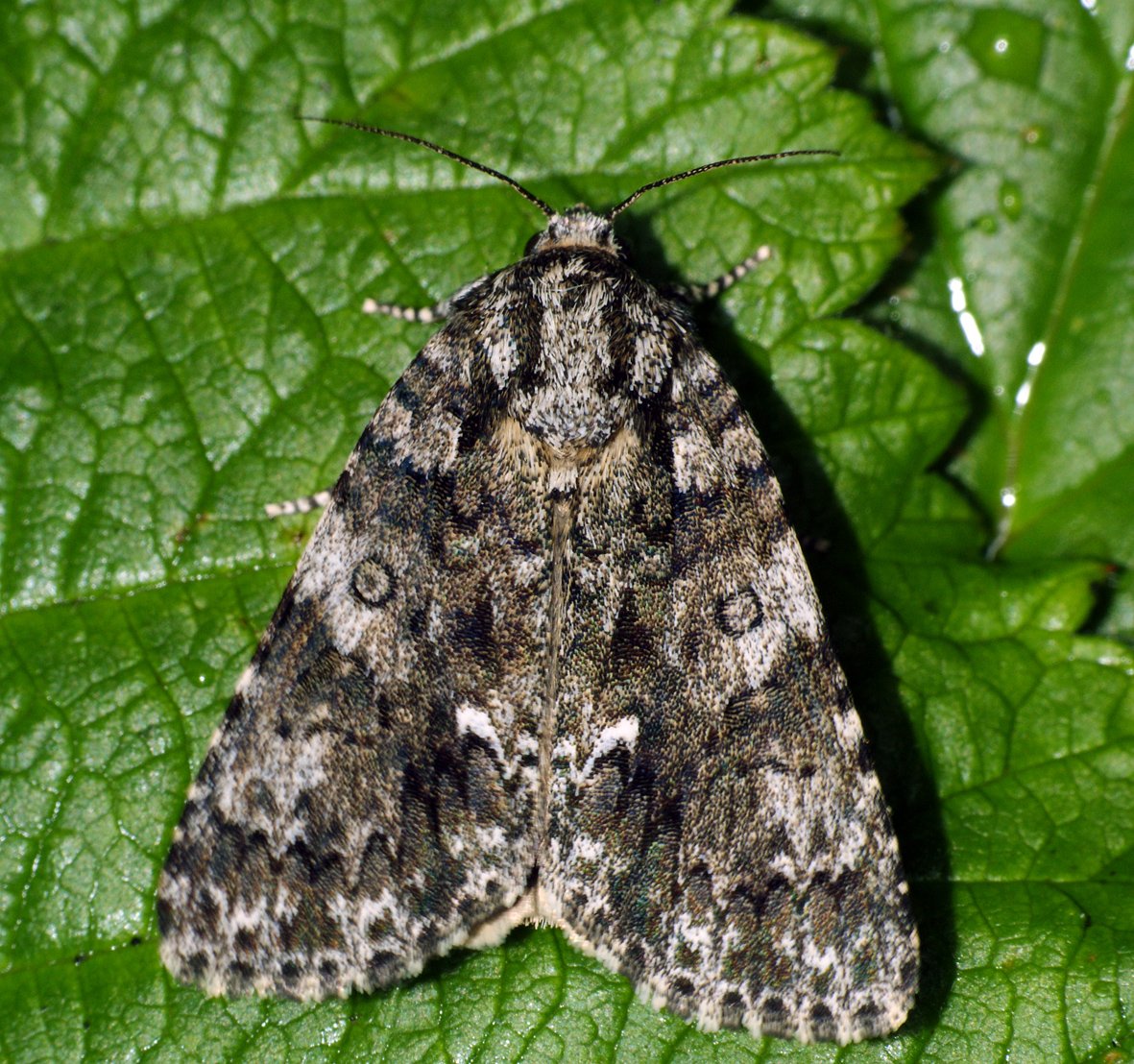 Acronicta rumicis