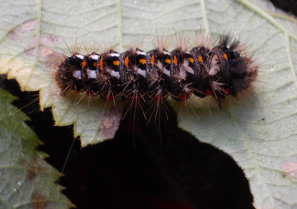 Стрельчатка щавелевая гусеница
