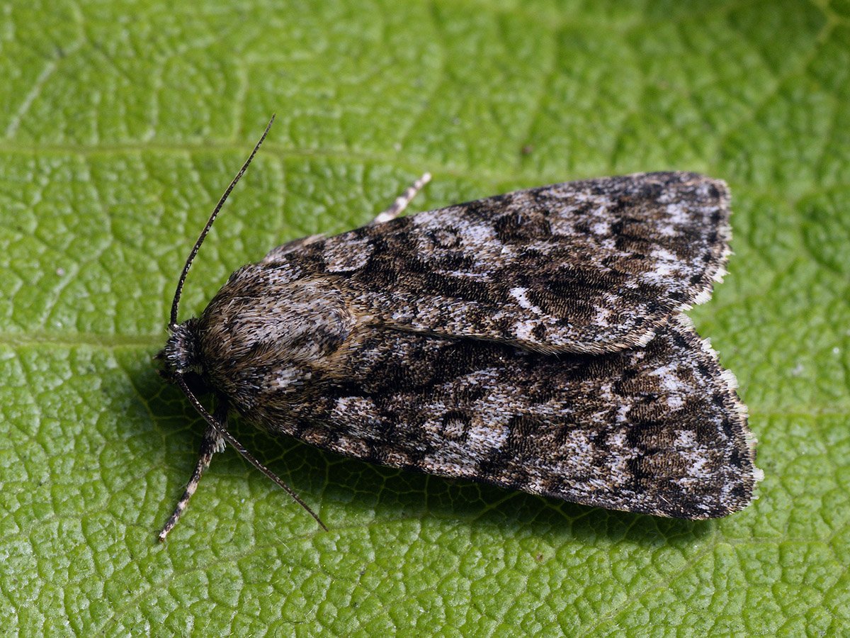 Стрельчатка щавелевая кокон