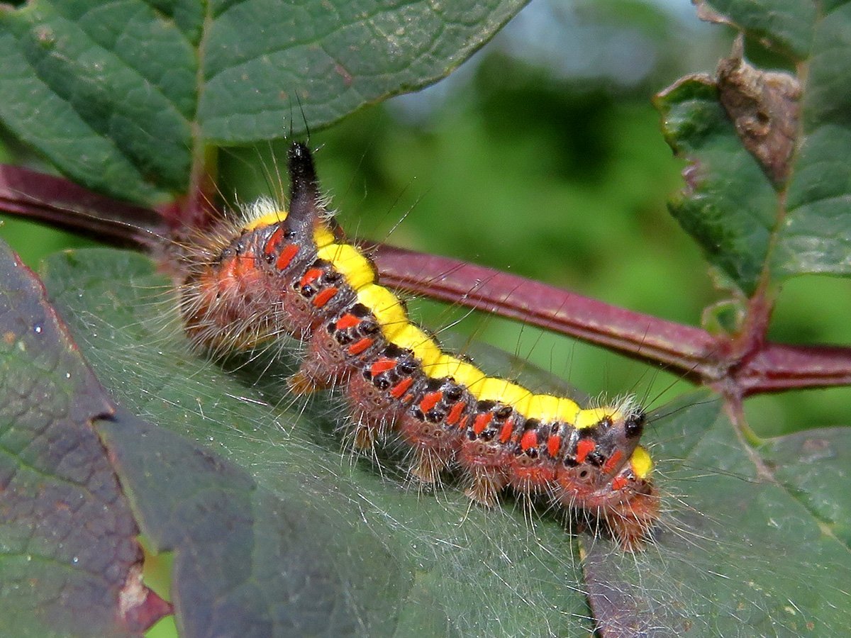 Стрельчатка пси гусеница