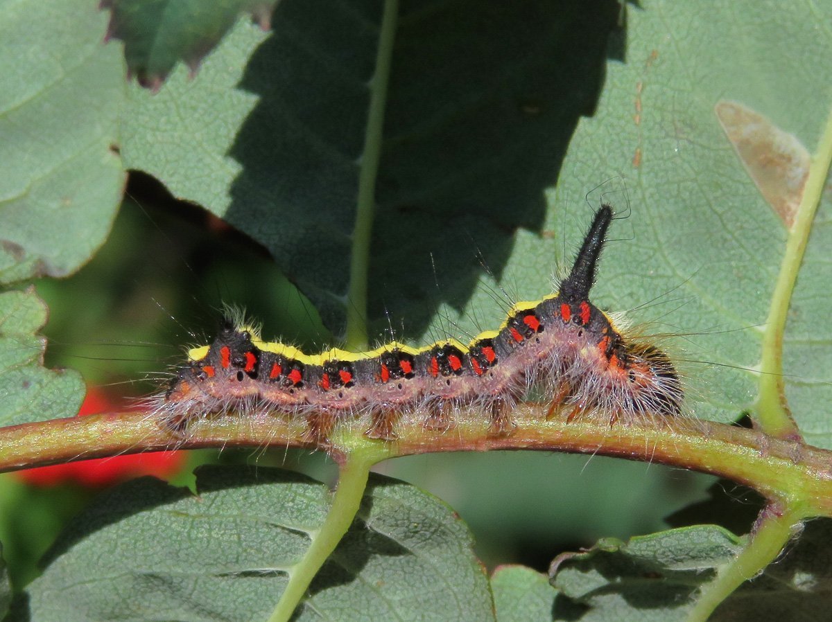 Acronicta Tridens гусеница