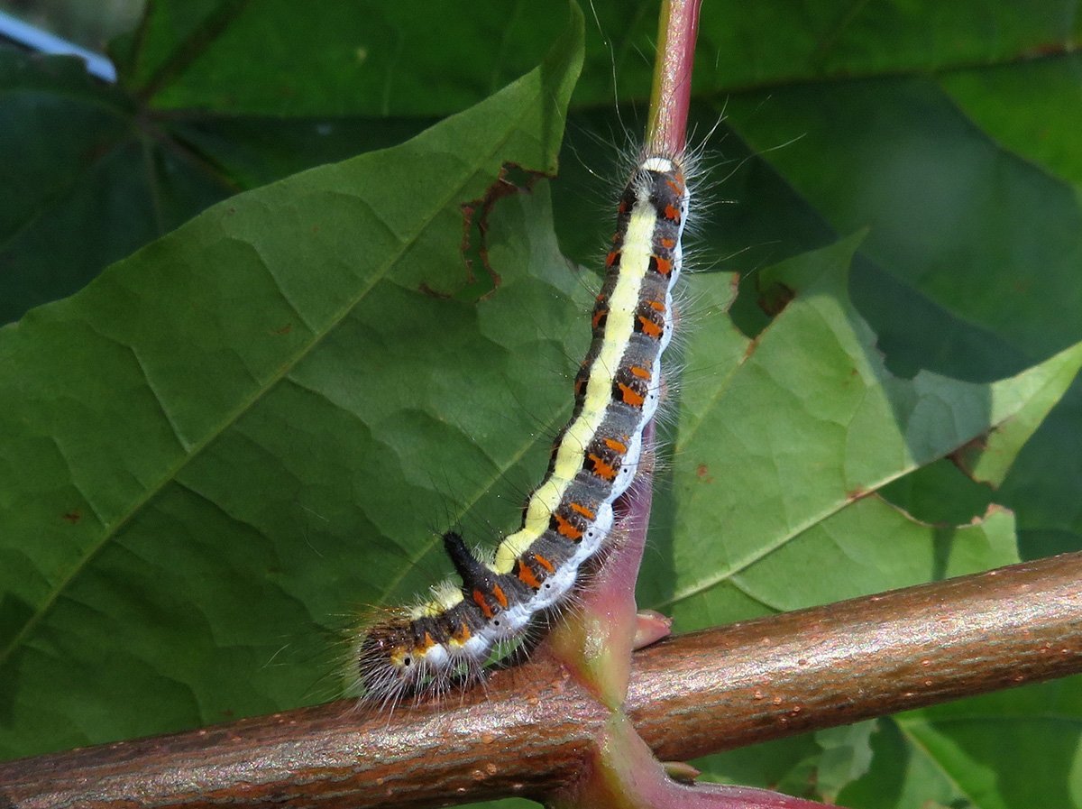 Acronicta Tridens гусеница