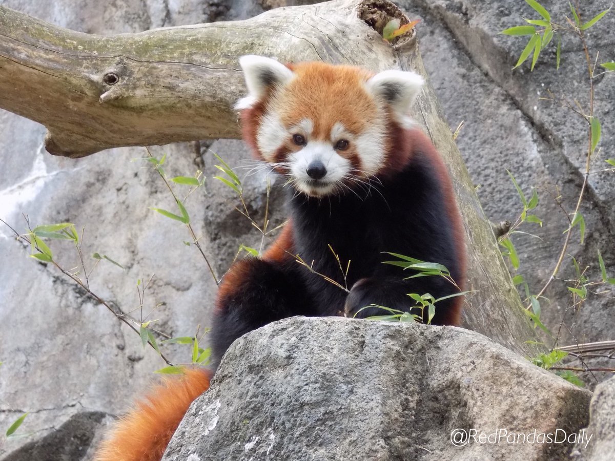 Красная Панда в Гималаях