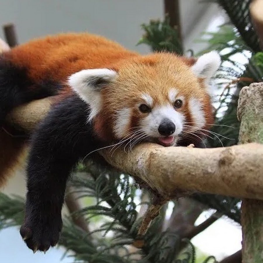 Пушистый хвост когти черный по деревьям