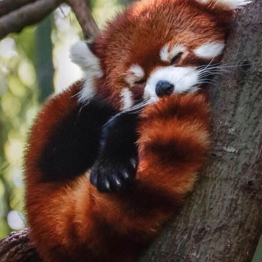 Животное похожее на енота