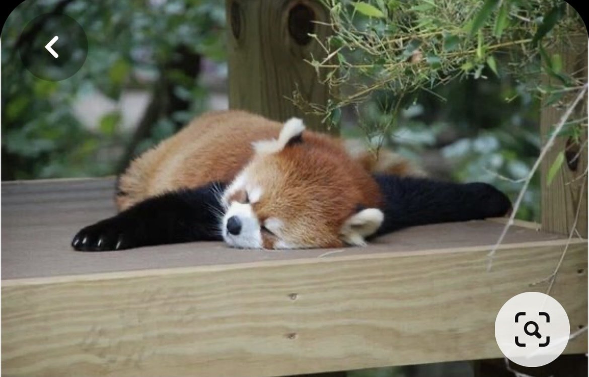 Маленькие красные панды