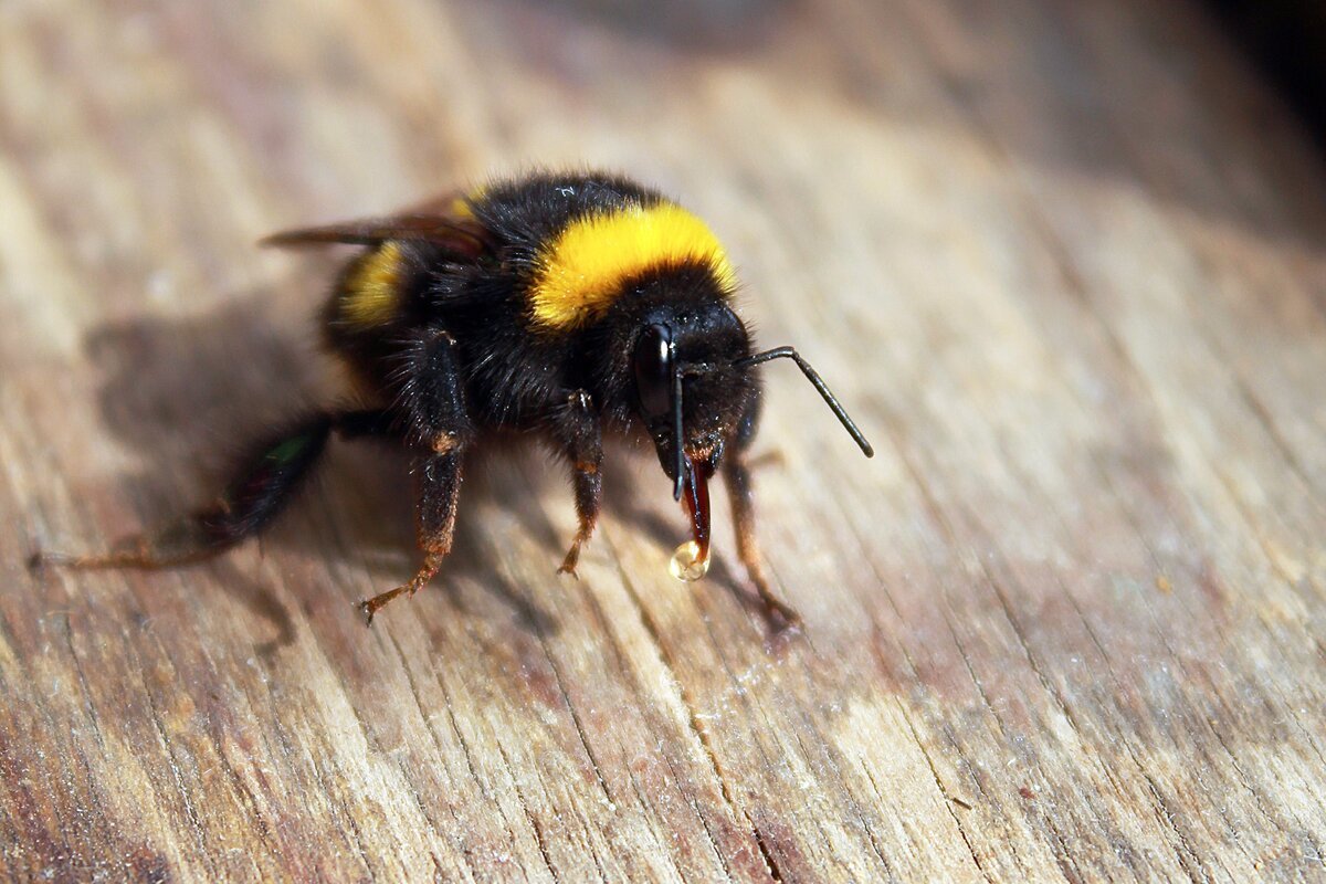 Мохнатый Шмель насекомое