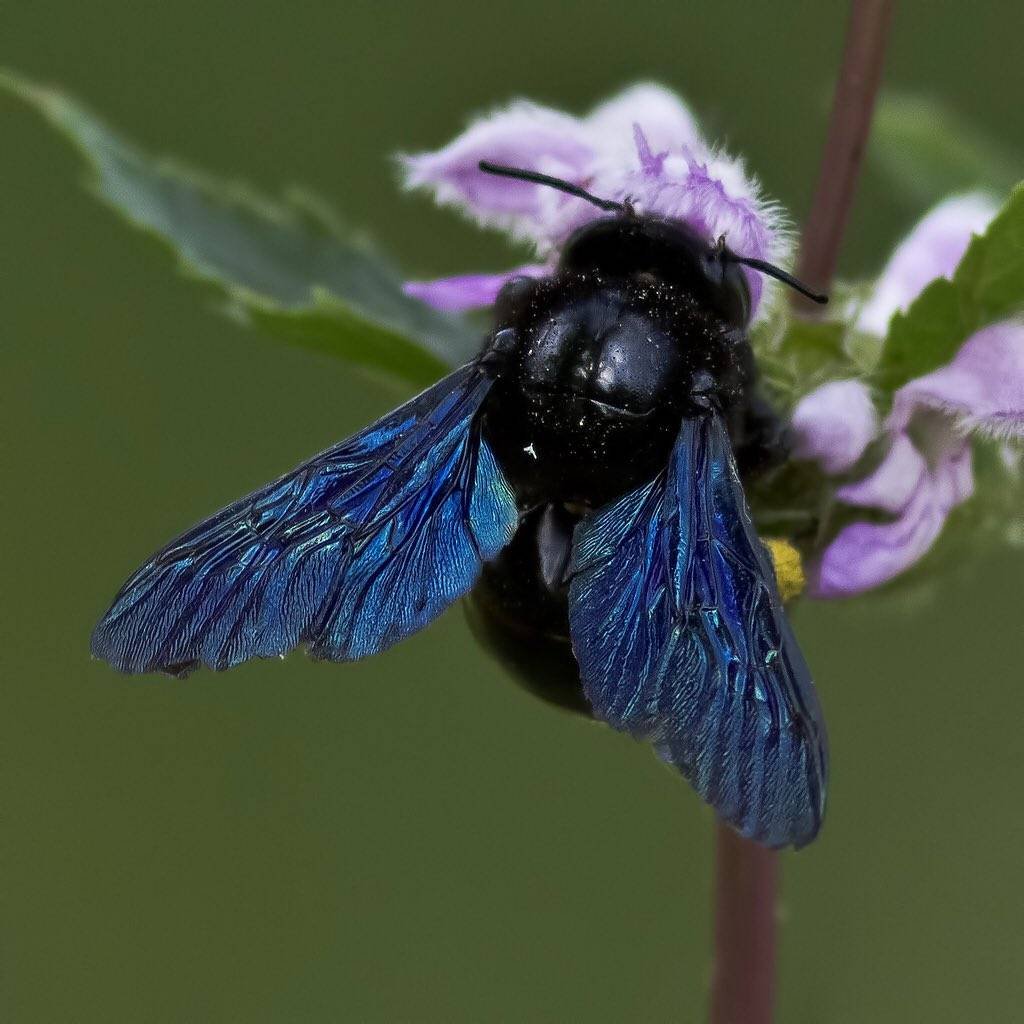 Ксилокопа пчела плотник