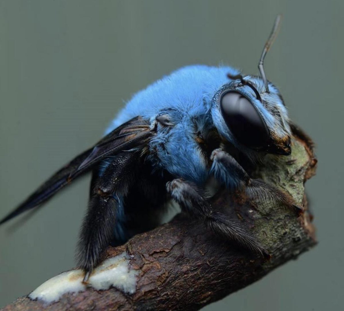 Пчела-плотник Xylocopa caerulea