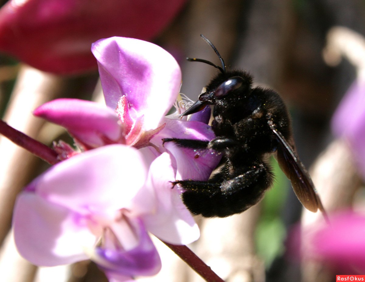Пчела-плотник (отряд перепончатокрылых, семейство пчелиных).