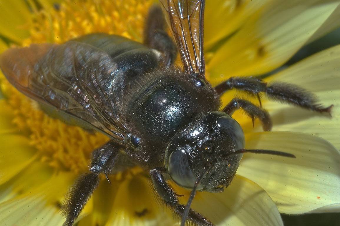 Осы Polybia Paulista