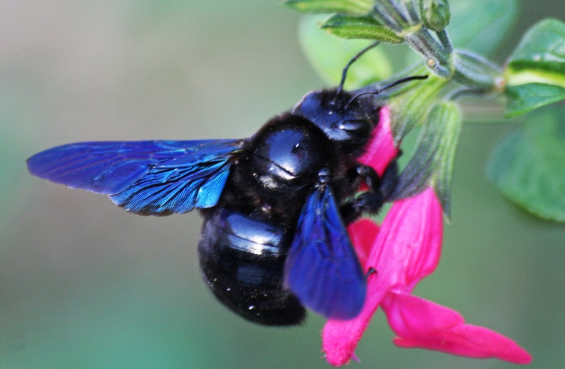 Ксилокопа пчела плотник