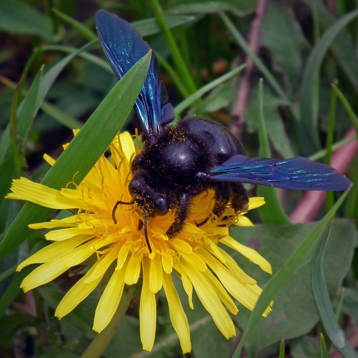 Пчела-плотник обыкновенная (Xylocopa Valga)