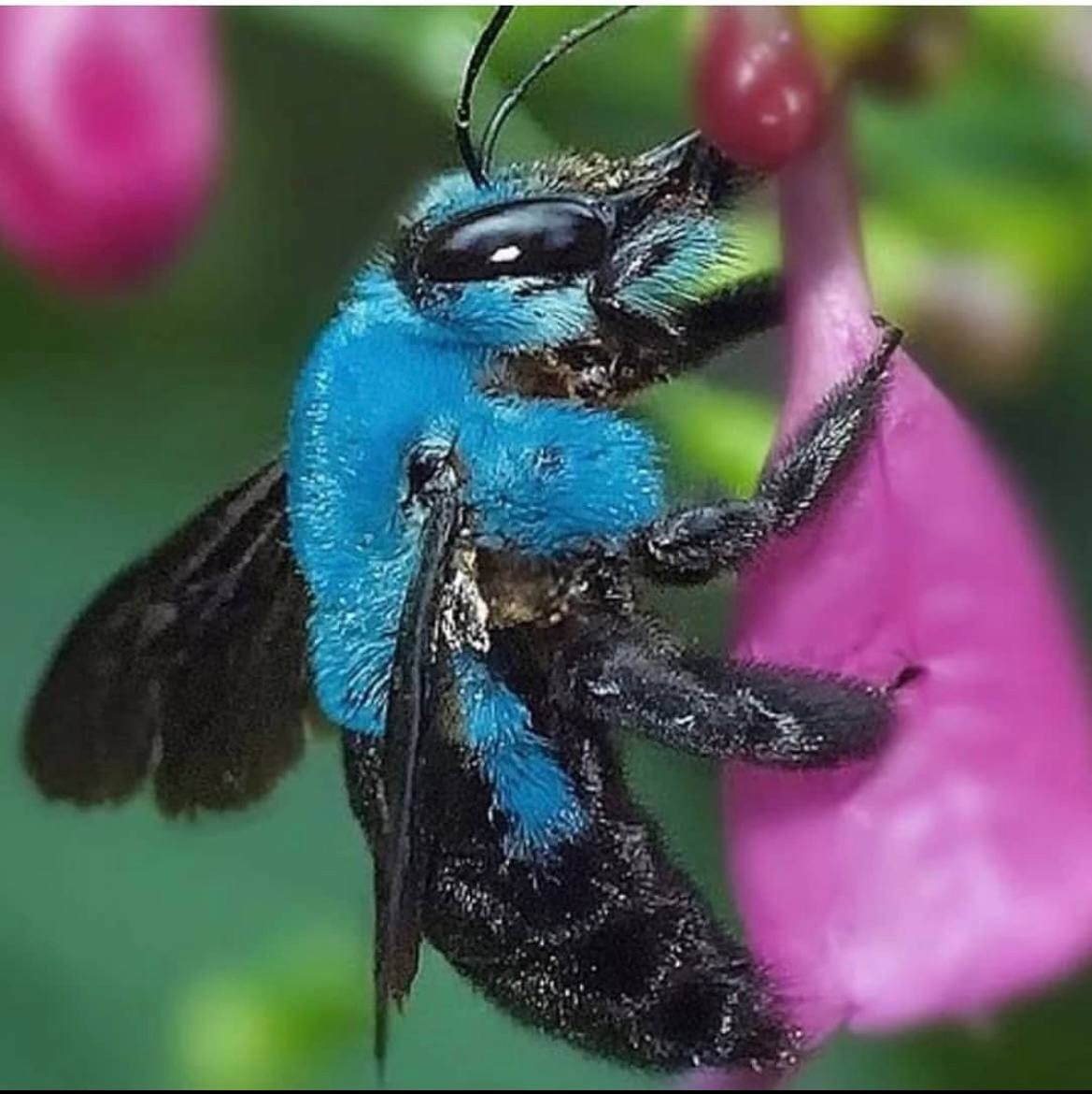 Xylocopa caerulea голубая пчела