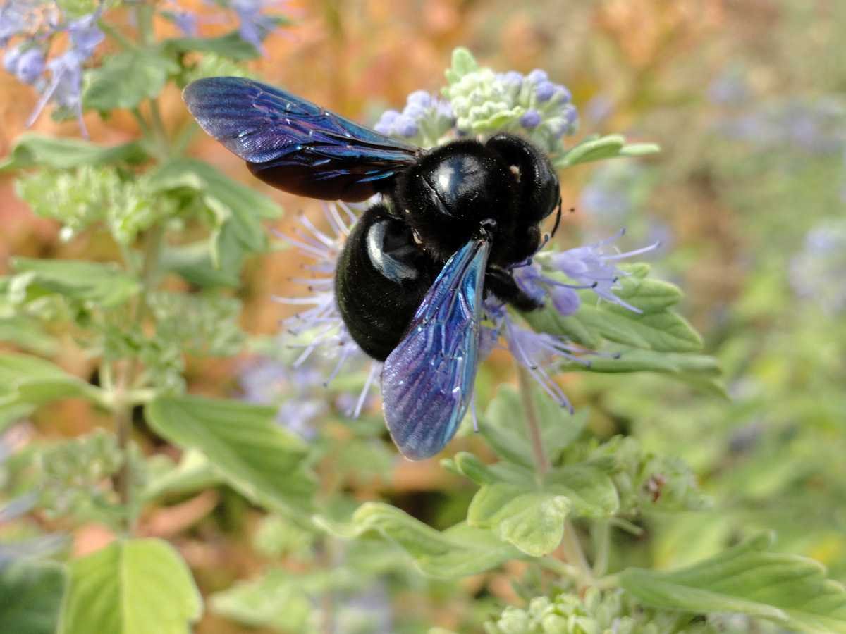 Шмель-плотник фиолетовый( Xylocopa violacea )