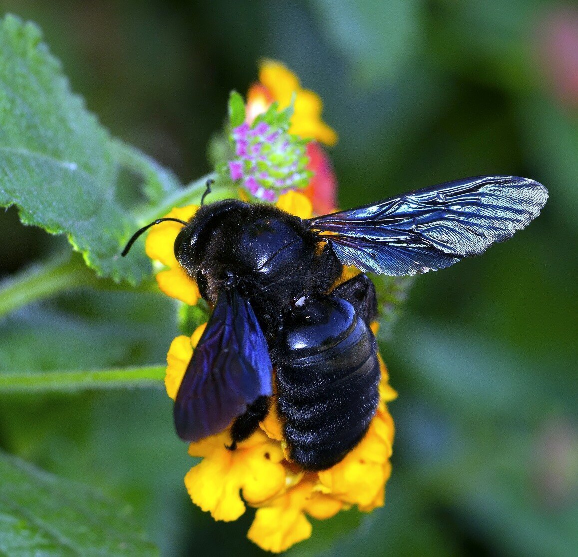 Пчела-плотник Xylocopa caerulea