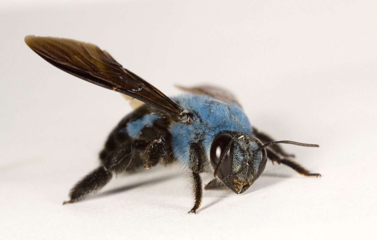 Xylocopa caerulea - пчела