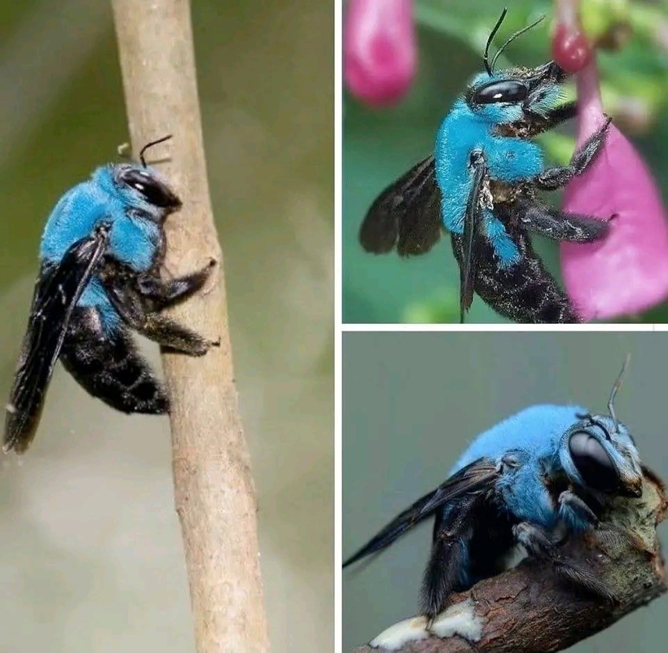 Xylocopa caerulea - пчела