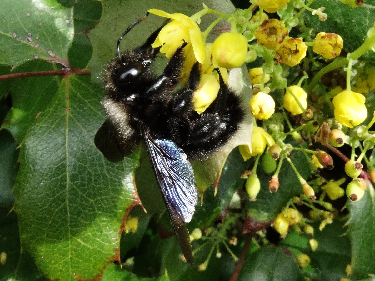 Древесная пчела