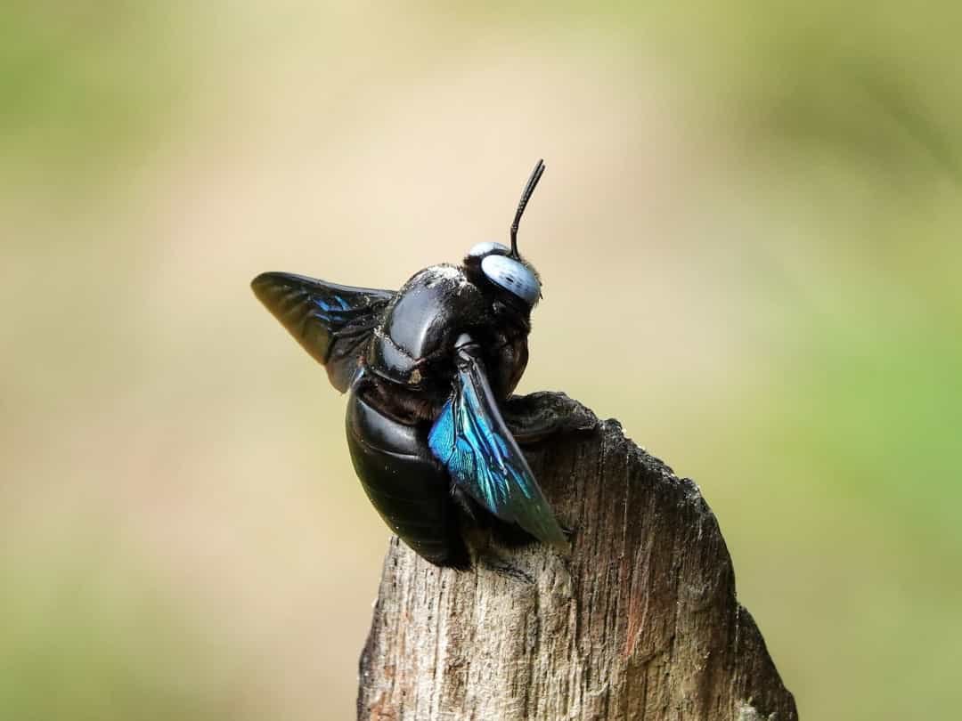 Летающее насекомое штат Миссури