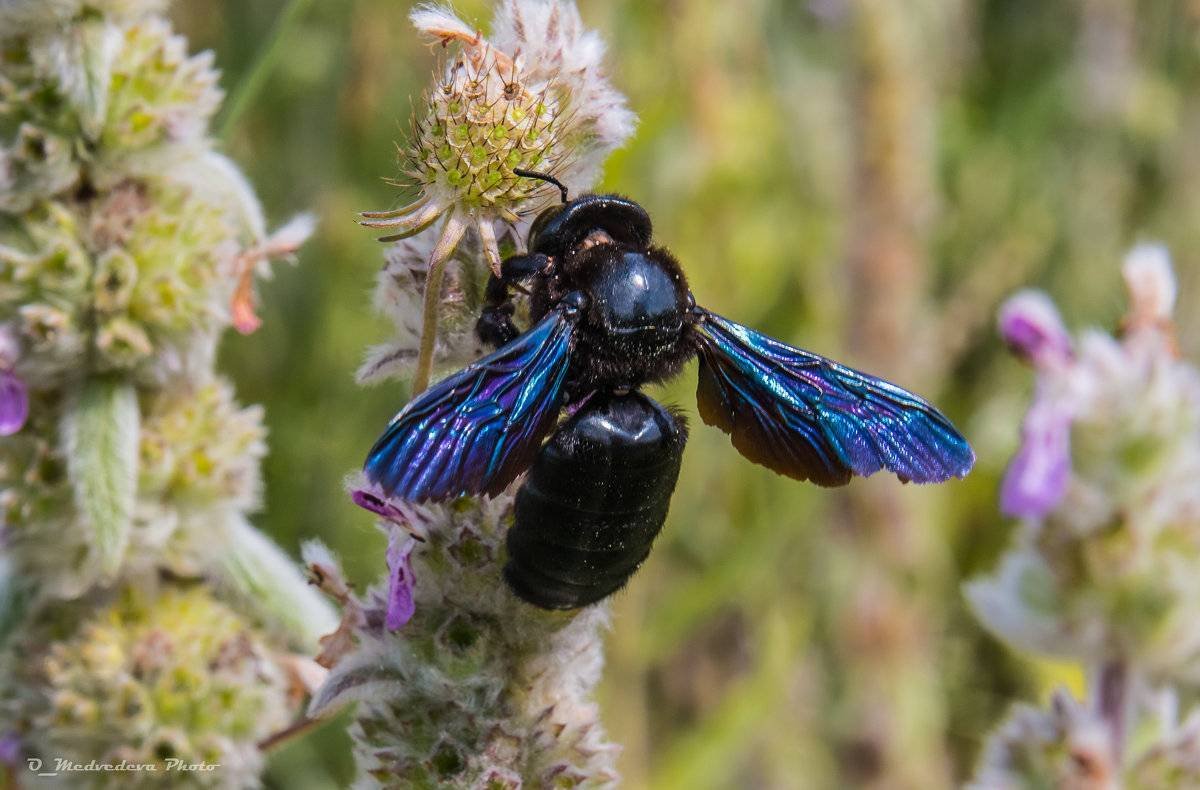 Ксилокопа пчела плотник