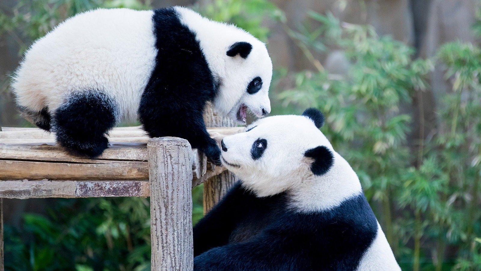 Родина панд. Панда. Большая Панда. Медведь Панда. Панда с детёнышем.